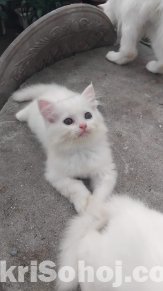 Persian kitten
